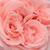 Różowy  - Róża wielkokwiatowa - Hybrid Tea - Marcsika